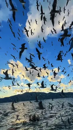 seagull