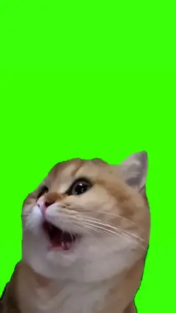 kucing kaget