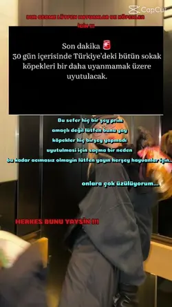 Köpeklerinsuçu neydi