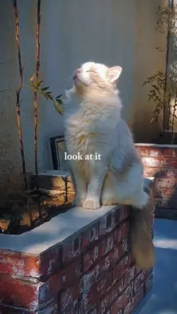 look at my cat