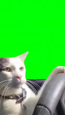 Cat driving 