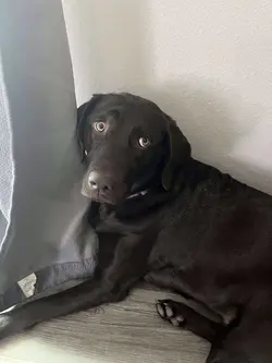 Dog edit 
