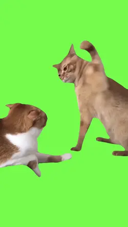Cat hitting cat 
