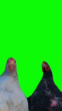chicken galinha