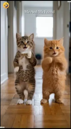 Dance Cat Trend