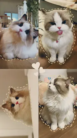 Cute Pet 4 pics