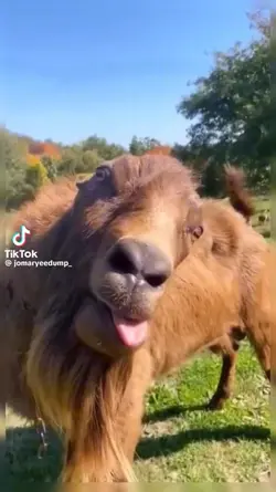 FUNNY VID TRANSITION