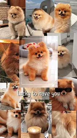 Love my pet