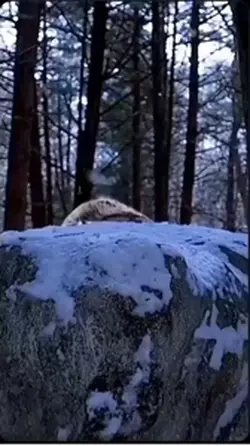 Tiger at the movies