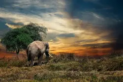 Gajah