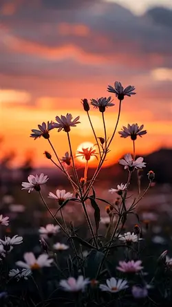 3 videos sunset 