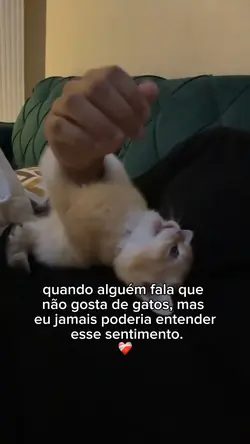 gatos