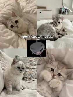 how i talk to my cat