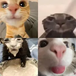 meow meow