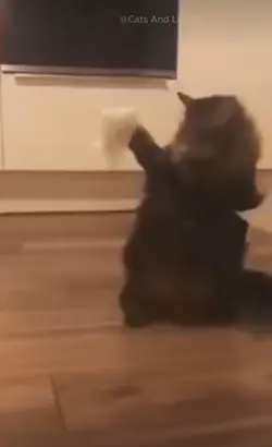 Sticky note cat