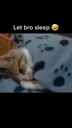 Funny cat meme 