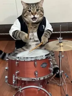 Cat drummer