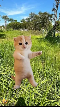 Cute Cat