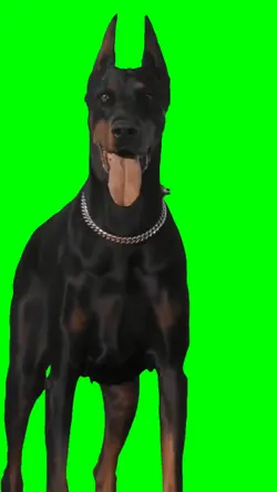 Doberman Dog