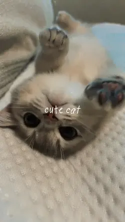 Cute Cat