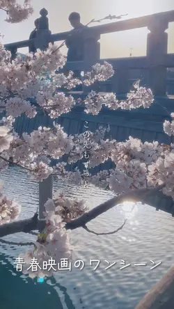 憂い桜(セリフ)🌸