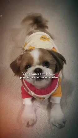Mascota en el cielo