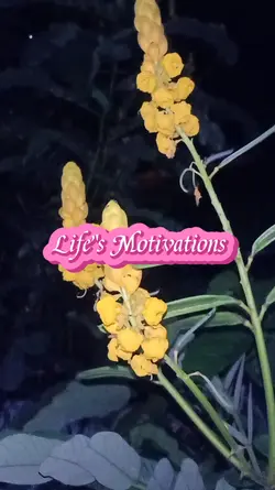 Life's Motivations
