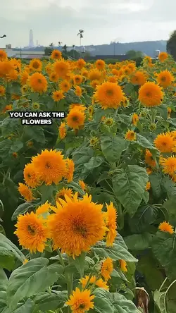 pretty little flower
