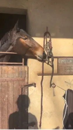 Horse core 