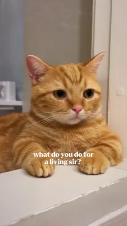 cat living 