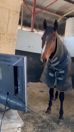 #animaux
#cheval
