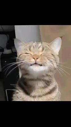 TrendFotoKucing 