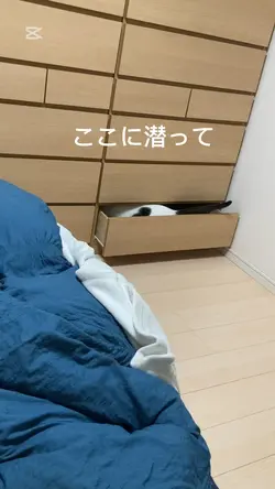 猫動画