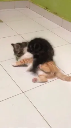 Kungfu