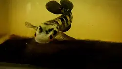 channa maru
