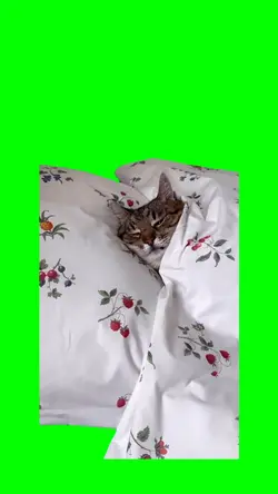 Cat sleeping 