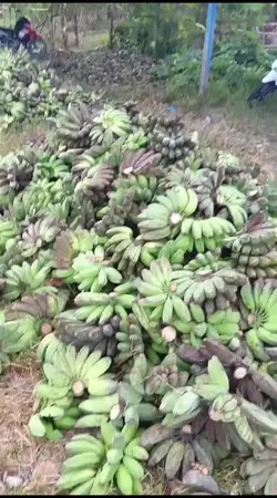 raja pisang kalteng