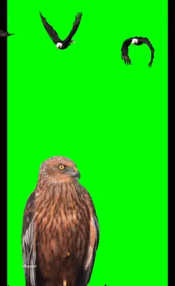 Greenscren Video 