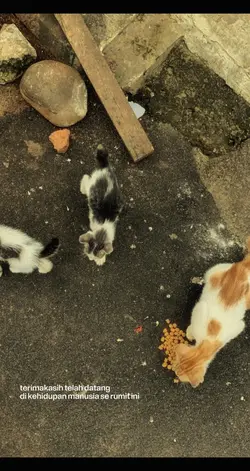 terimakasih kucing