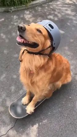 My Dog.