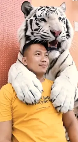 video harimau