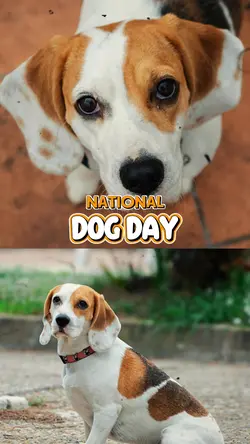 NATIONAL DOG DAY