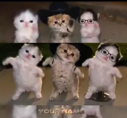 CAT DANCE