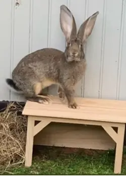 Meine tiere 