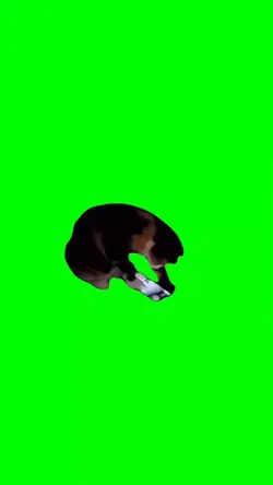 cat scrolling tiktok