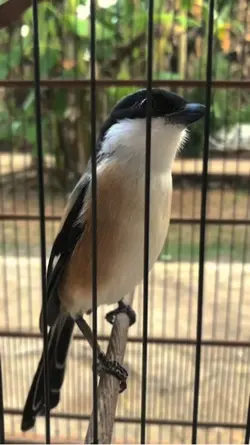 Kicau mania