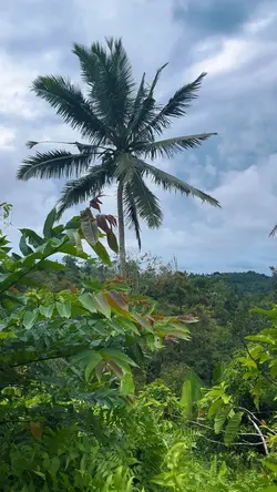 Video Nature
