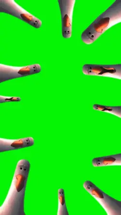 pigeon green screen