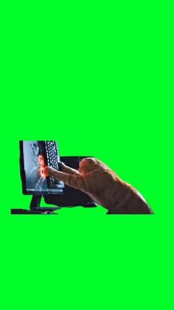 Cat smashed the pc