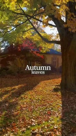 autumn leaves